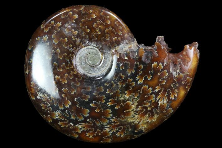 Polished, Agatized Ammonite (Cleoniceras) - Madagascar #97248
